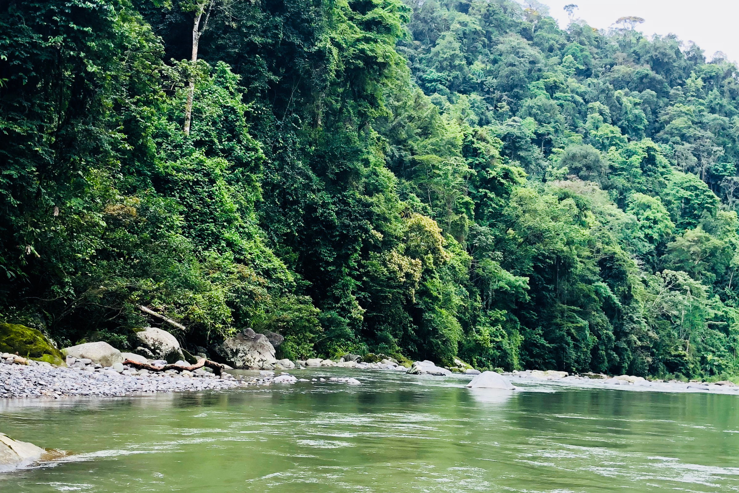 pacuare river, limon 02.webp
